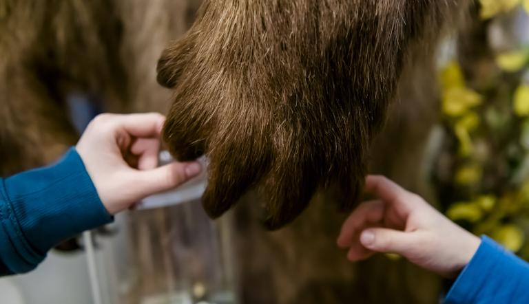 Kleine Hände erspüren eine Bärentatze., Foto: D. Marschalsky, Lizenz: Naturkundemuseum Potsdam