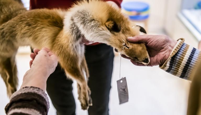 Ein Fuchsfell wird untersucht, Foto: David Marschalsky, Lizenz: Naturkundemuseum Potsdam