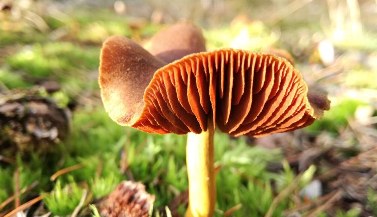 Blutblättriger Hautkopf - ein toller Färbepilz, Foto: Dr. Sylvia Hutter, Lizenz: Dr. Sylvia Hutter