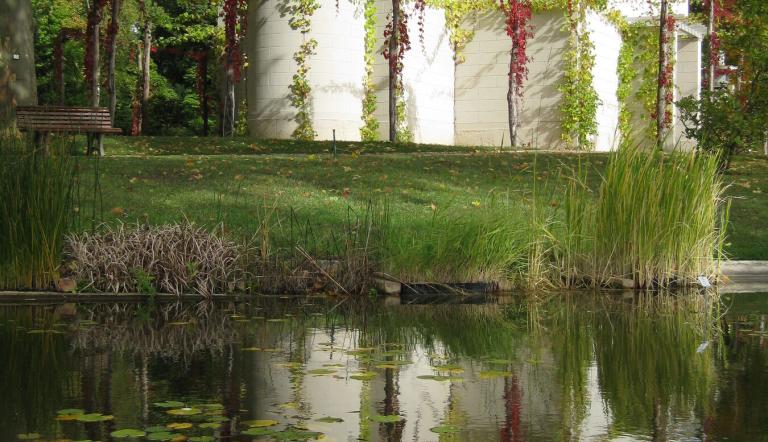 Stibadium , Foto: Botanischer Garten der Universität Potsdam, Lizenz: Botanischer Garten der Universität Potsdam