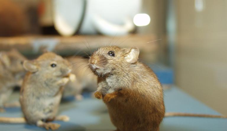 Hausmaus in der Ausstellung Tiere im Garten, Foto: D. Knuth, Lizenz: Naturkundemuseum Potsdam