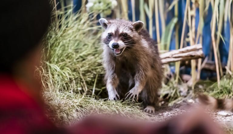 Waschbären wurden ursprünglich für die Pelzindustrie nach Europa gebracht - heute besiedeln sie auch Großstädte, Foto: D. Marschalsky, Lizenz: Naturkundemuseum Potsdam