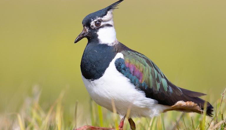 Kiebitz, Foto: Hauke Roy, Lizenz: Hauke Roy - Wikimedia Commons