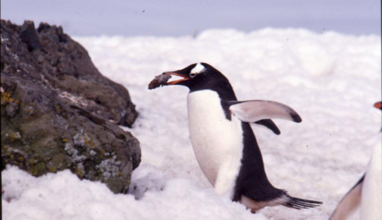 Pinguin in der Antarktiv, Foto: Dr. Javier Gonzalez , Lizenz: Dr. Javier Gonzalez