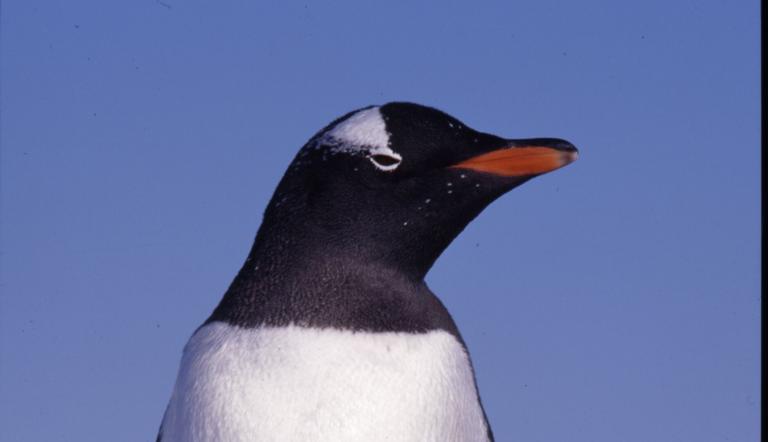 Pinguin im Portrait , Foto: Dr. Javier Gonzalez , Lizenz: Dr. Javier Gonzalez