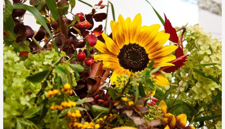 Gartenschönheit in Vasen, Foto: URANIA Potsdam, Lizenz: URANIA Potsdam