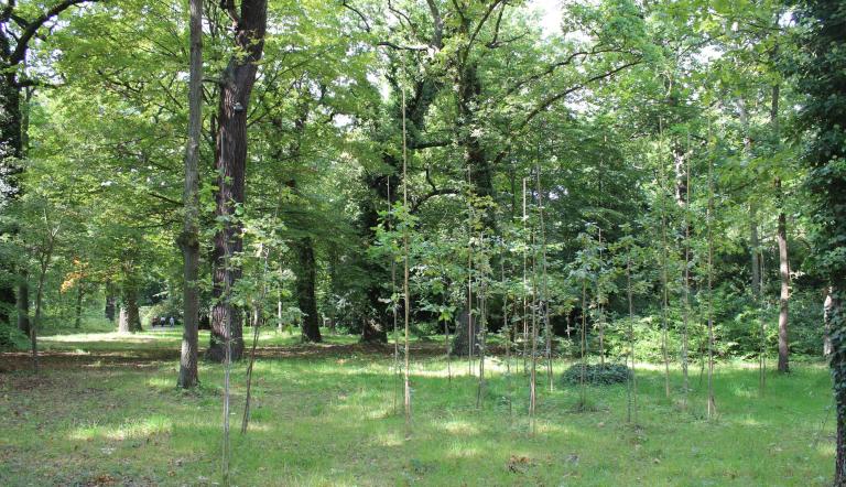 Nachpflanzungen im Park Sanssouci, Foto: Silke Hollender, Lizenz: SPSG