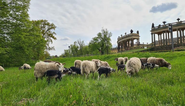 Schafe in Sanssouci, Foto: Nicole Koppe, Lizenz: SPSG