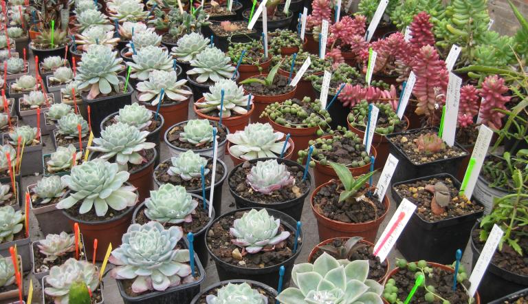 Pflanzenbasar, Foto: Botanischer Garten Potsdam, Lizenz: Botanischer Garten Potsdam