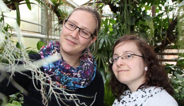 Foto: K. Kläring, Lizenz: Botanischer Garten Potsdam