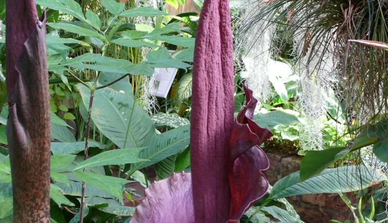 Foto: Botanischer Garten der Universität Potsdam, Lizenz: Botanischer Garten der Universität Potsdam