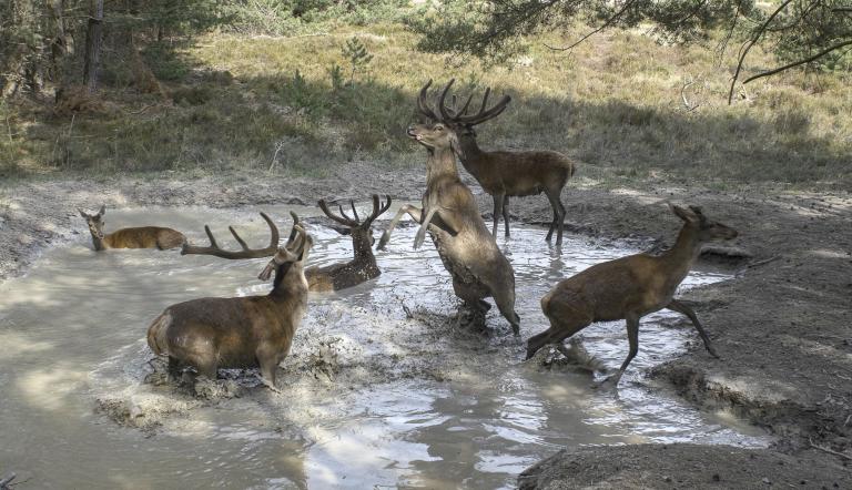 Geheime Welt der Tiere, Foto: Axel Gebauer, Lizenz: Axel Gebauer