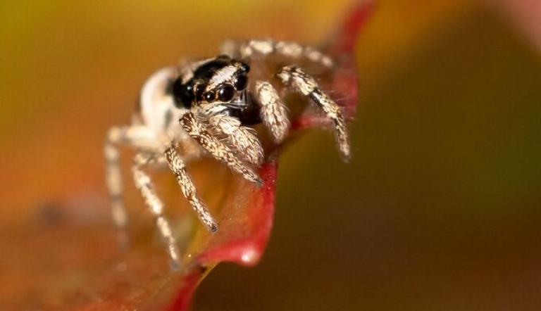 kleine Zebrasprungspinne, Foto: Jürgen Reichel (NABU Naturgucker), Lizenz: Jürgen Reichel