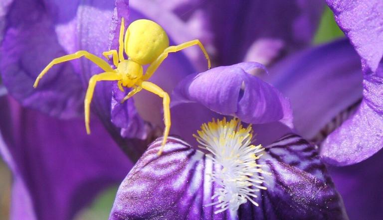 veränderliche Krabbenspinne, Foto: Klaus Dühr (NABU Naturgucker), Lizenz: Klaus Dühr
