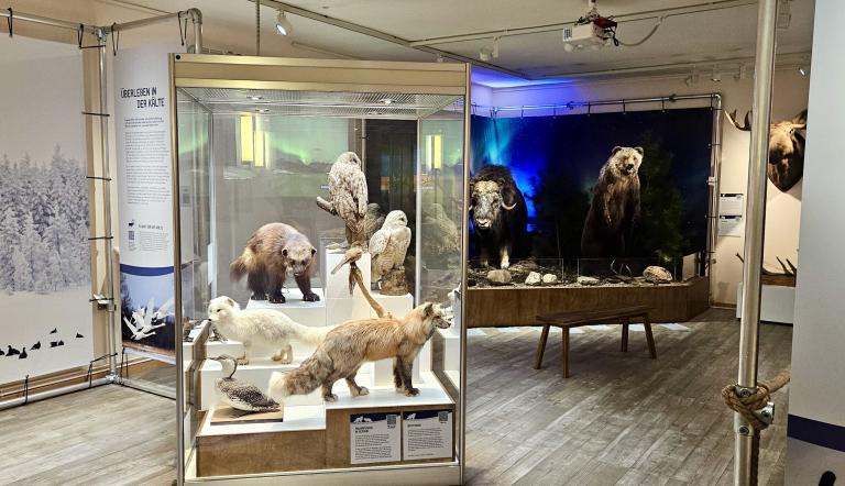 Einblick in die Ausstellung "Tiere im Polarlicht", Foto: Ina Pokorny, Lizenz: Naturkundemuseum Potsdam