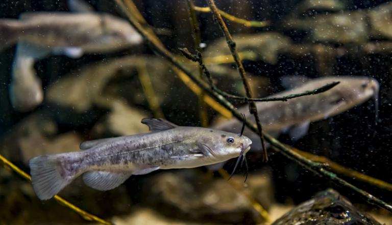 Fisch im Aquarium, Foto: David Marschalsky, Lizenz: Naturkundemuseum Potsdam
