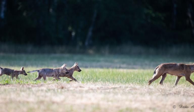 Wolfsrudel in Brandenburg , Foto: Foto: Heiko Anders, Lizenz: Foto: Heiko Anders