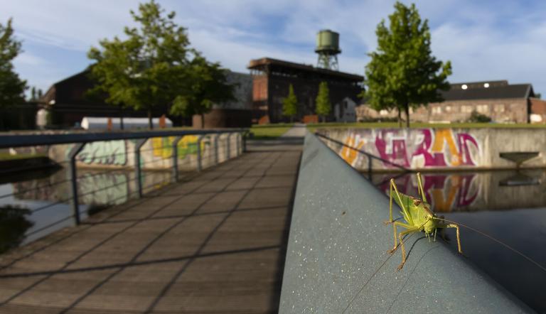 Wilder Ruhrpott, Foto: Bernd Wasiolka, Lizenz: Bernd Wasiolka