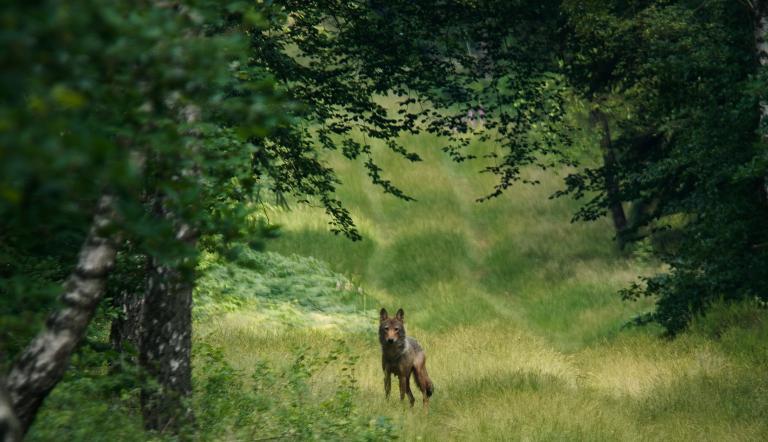 Im Land der Wölfe, Foto: ifproductions_Sebastian Körner, Lizenz: ifproductions_Sebastian Körner
